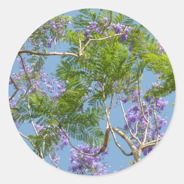 Pegatina Redonda jacarandá con flores moradas contra el cielo azul (Anverso)