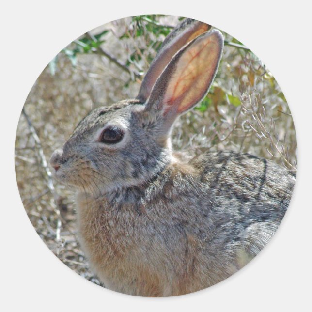 Pegatina Redonda Jack Rabbitt (Anverso)