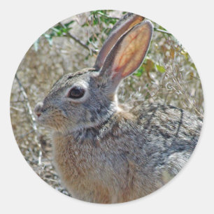 Pegatina Redonda Jack Rabbitt