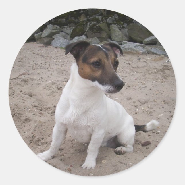 Pegatina Redonda Jack Russell klein Hund (Anverso)