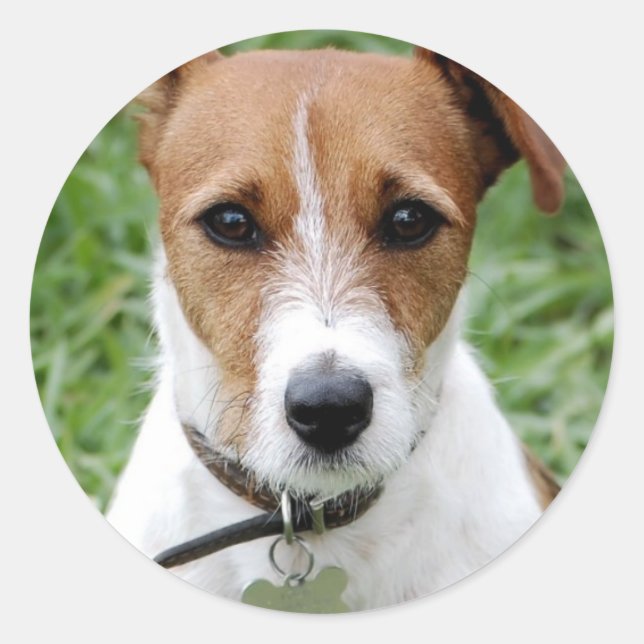 Pegatina Redonda Jack Russell Terrier Sticker (Anverso)