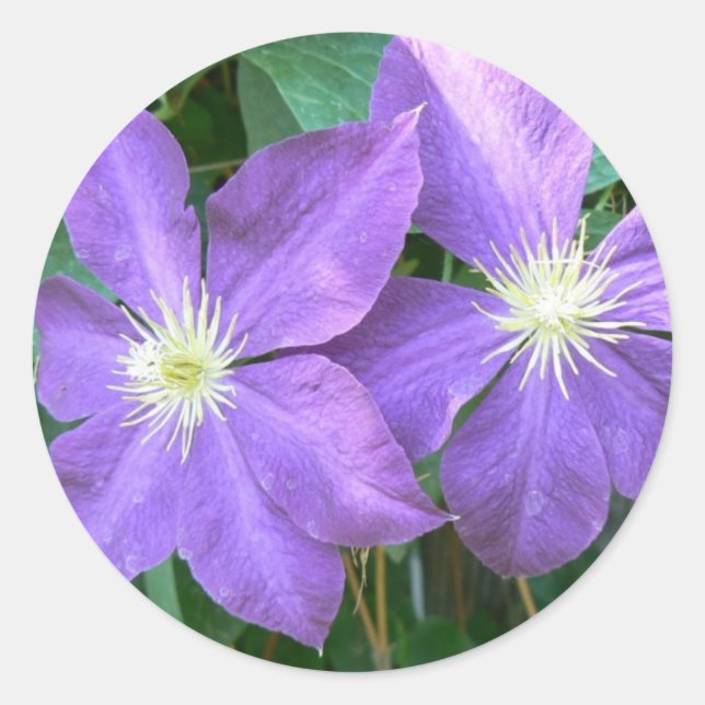 Pegatina Redonda Jackmani Clematis (Anverso)