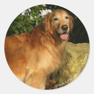 Pegatina Redonda Jadeo del golden retriever