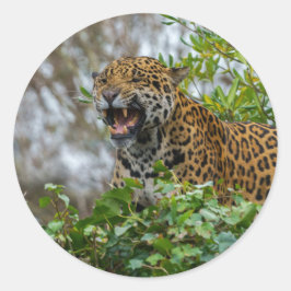 Pegatina Redonda Jaguar Growl