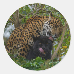 Pegatina Redonda Jaguares Enamorados