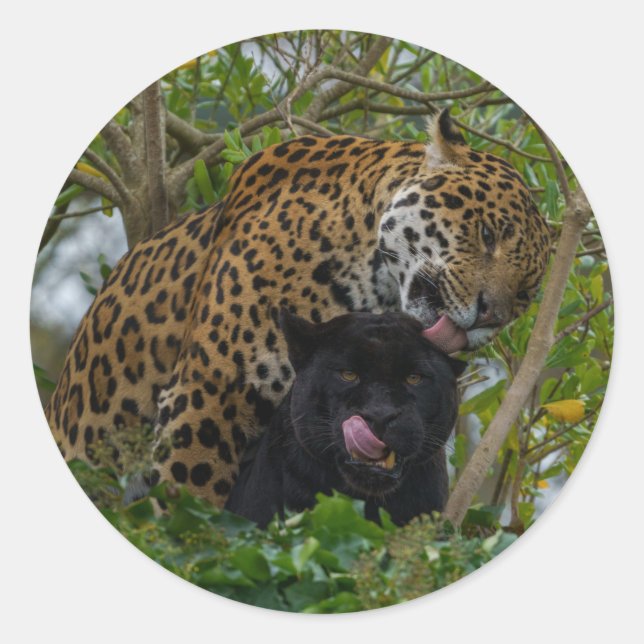 Pegatina Redonda Jaguars In Love (Anverso)