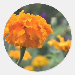 Pegatina Redonda Jardín fotográfico de la naturaleza de la flor del