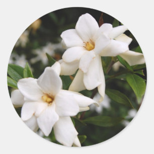 Pegatina Redonda Jasmine
