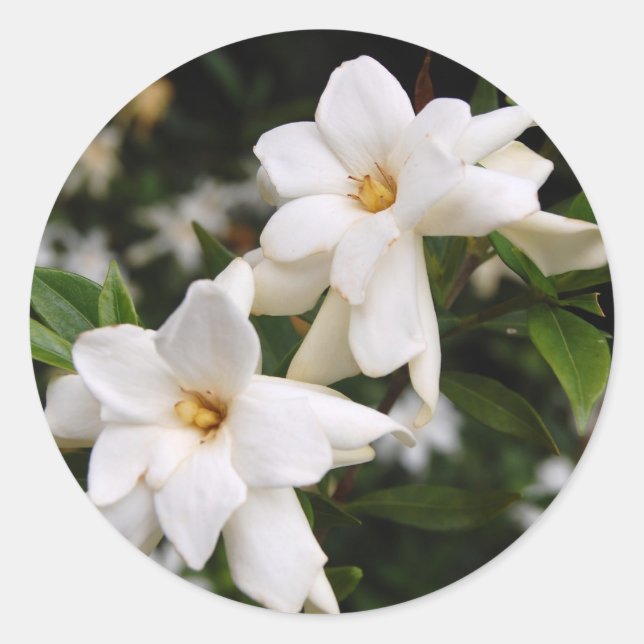 Pegatina Redonda Jasmine (Anverso)