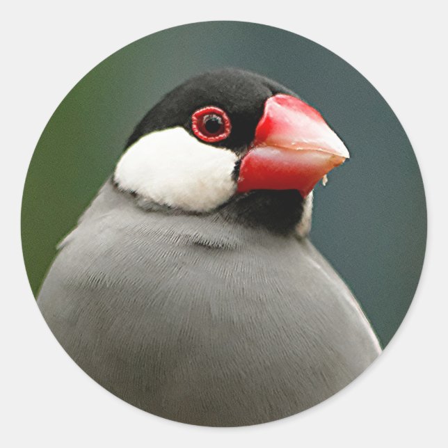 Pegatina Redonda Java Finch (Anverso)