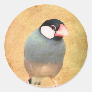 Pegatina Redonda Java Sparrow
