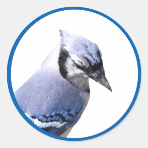 Pegatina Redonda Jay azul
