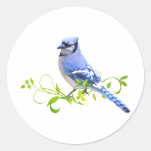 Pegatina Redonda Jay Bird Azul