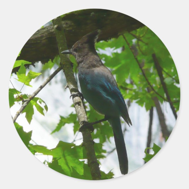 Pegatina Redonda Jay de Steller en el Parque Nacional Yosemite (Anverso)