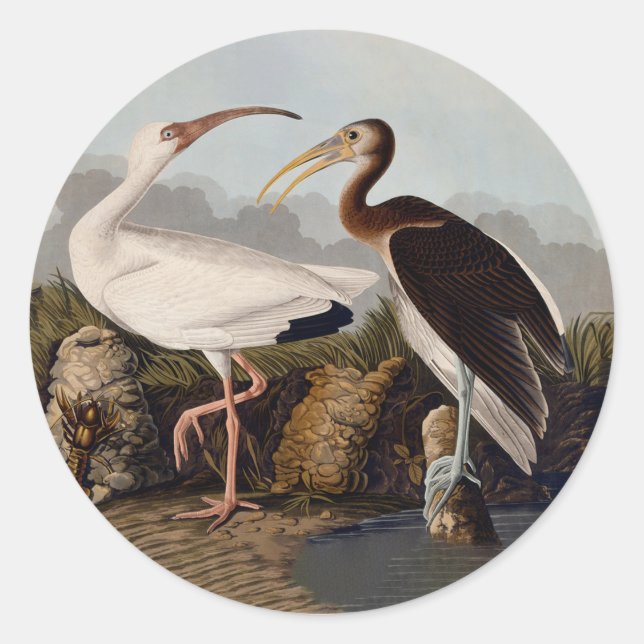 Pegatina Redonda John James Audubon White Ibis Bird Print Classic (Anverso)