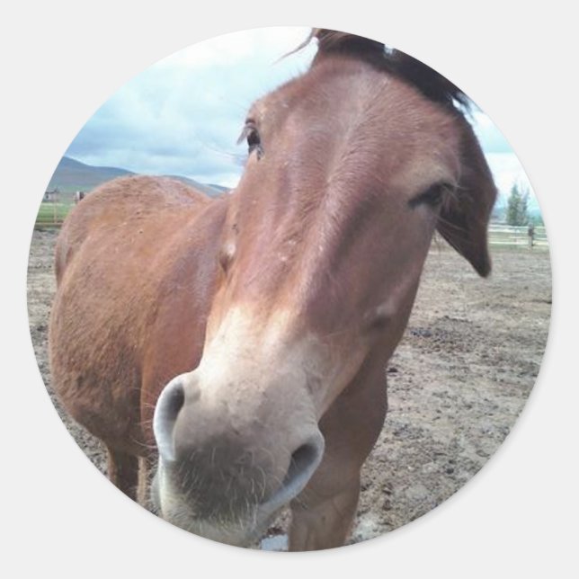 Pegatina Redonda Josie, la mula divertida (Anverso)