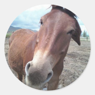 Pegatina Redonda Josie, la mula divertida