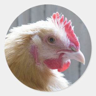 Pegatina Redonda Joven Buff Orpington Heritage Chicken Roo