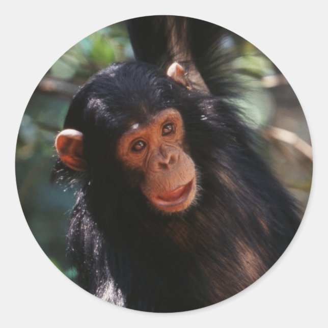 Pegatina Redonda Joven chimpancé (Anverso)
