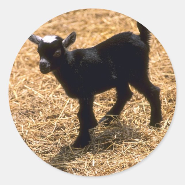 Pegatina Redonda Joven Gota Pigmy (Anverso)
