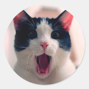 Pegatina Redonda Joven loco gato sorprendido hacer ojos grandes