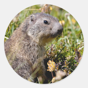Pegatina Redonda Joven marmota alpina en la hierba