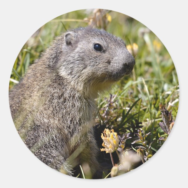 Pegatina Redonda Joven marmota alpina en la hierba (Anverso)