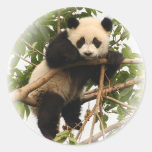 Pegatina Redonda Joven panda gigante.