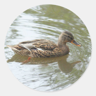 Pegatina Redonda Jóven pato Mallard - Lago Roath Park, Cardiff, Re