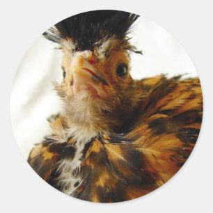 Pegatina Redonda Joven polaco