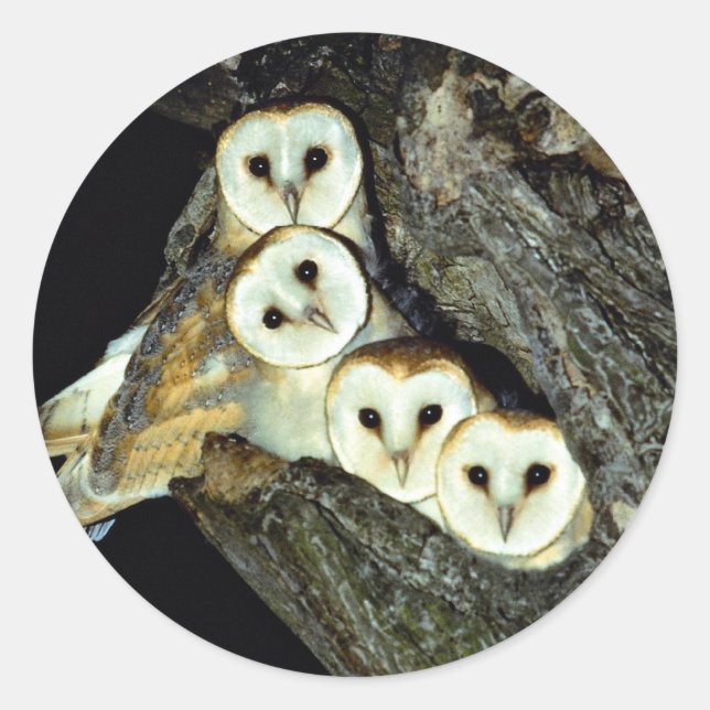 Pegatina Redonda Jóvenes graneros de 9 semanas de edad (Anverso)