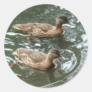 Pegatina Redonda Jóvenes Patos Mallard