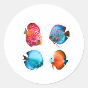 Pegatina Redonda Juego de 4 calcomanías de peces disco vibrantes -