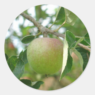 Pegatina Redonda Juicy Green Apple