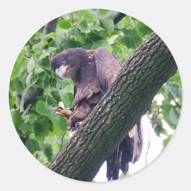 Pegatina Redonda Juvenile Bald Eagle (Anverso)