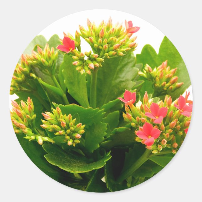 Pegatina Redonda Kalanchoe blossfeldiana (Anverso)
