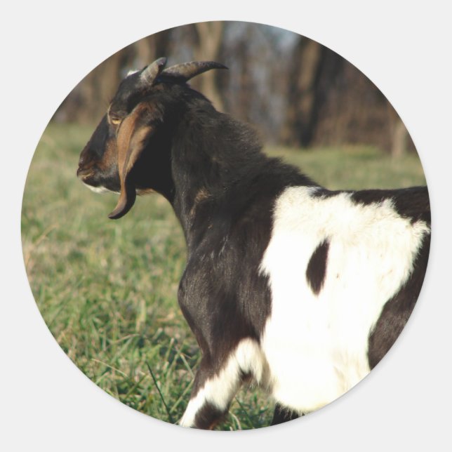 Pegatina Redonda Kalvin (Anverso)