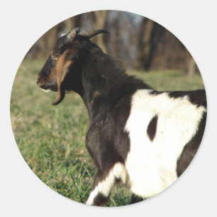 Pegatina Redonda Kalvin