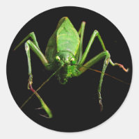 Katydid