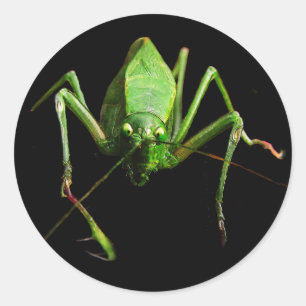 Pegatina Redonda Katydid