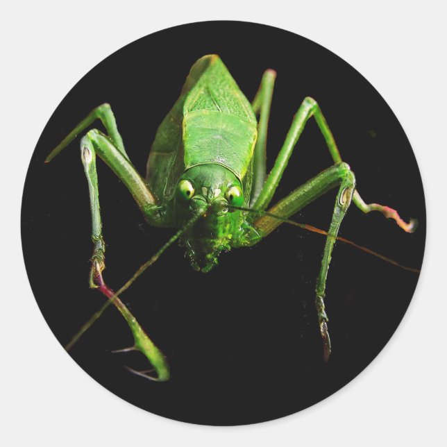 Pegatina Redonda Katydid (Anverso)