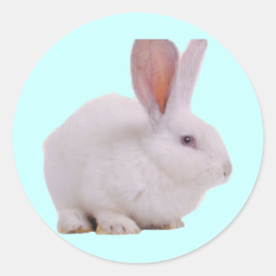 Pegatina Redonda Kawaii Cute Bunny