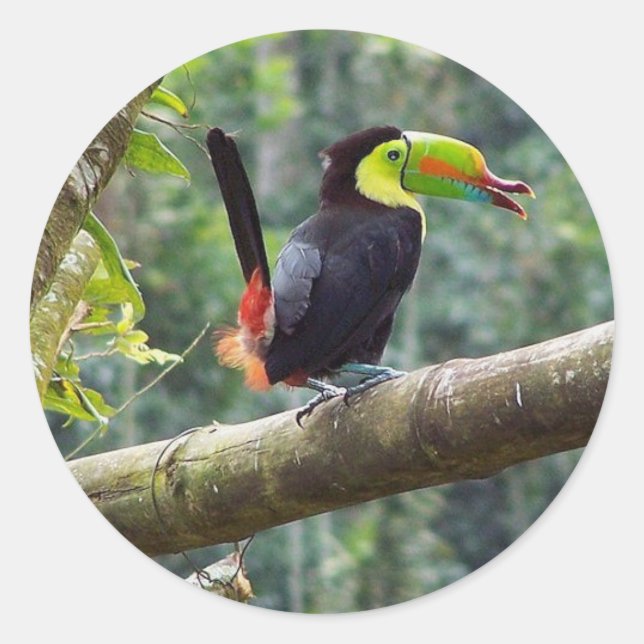 Pegatina Redonda Keel Billed Toucan (Anverso)