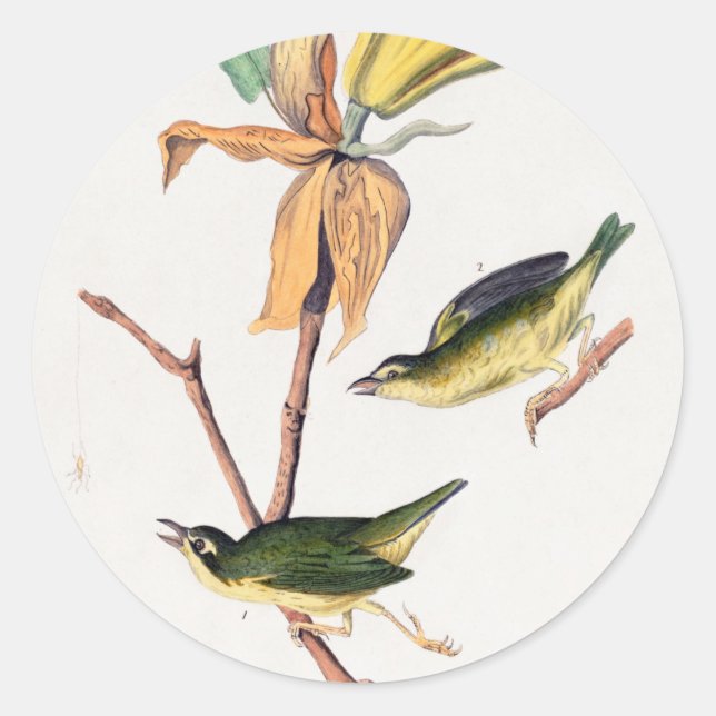 Pegatina Redonda Kentucky Fly-Catching Warbler Birds Ilustracion (Anverso)