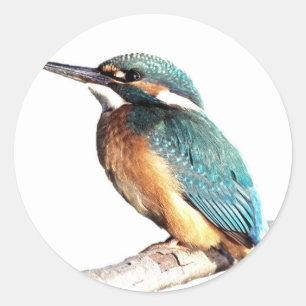 Pegatina Redonda "Kingfisher"