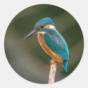 Pegatina Redonda Kingfisher