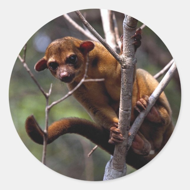 Pegatina Redonda Kinkajou (Sabor de fotos) (Anverso)