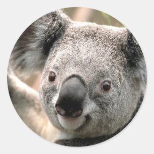 Pegatina Redonda Koala