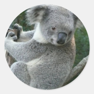 Pegatina Redonda Koala
