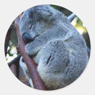 Pegatina Redonda Koala de la empanada de Cutie